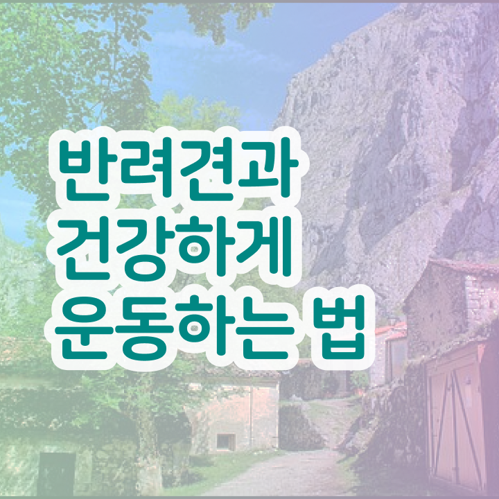  강아지 훈련사 , 반려견운동지도사 취득 노하우 및 취득 후 전망