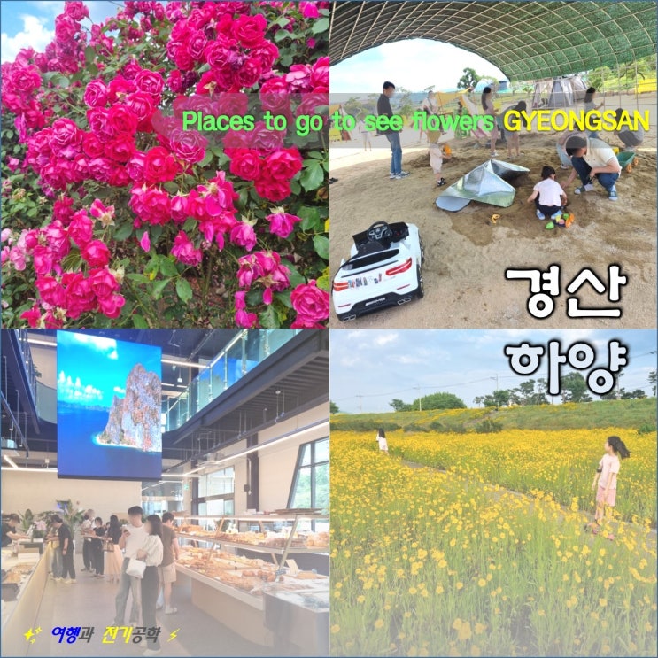  경산 하양 송송 제빵소 모래 놀이터 카페/ 장미 터널/ 6월 금계국 꽃밭 꽃말 예쁘네!