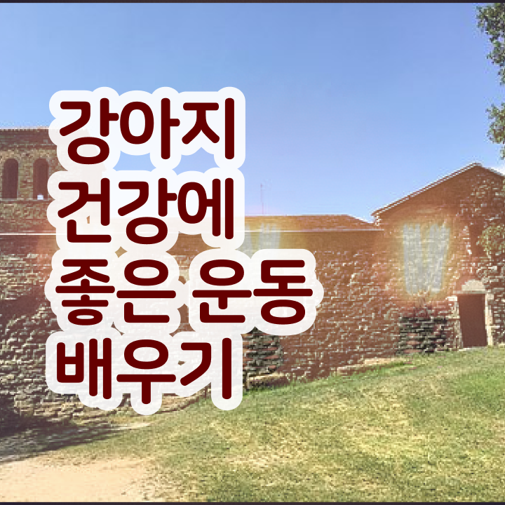  오산 강아지 훈련사 , 비전공자도 반려견운동지도사 발급받아 보세요