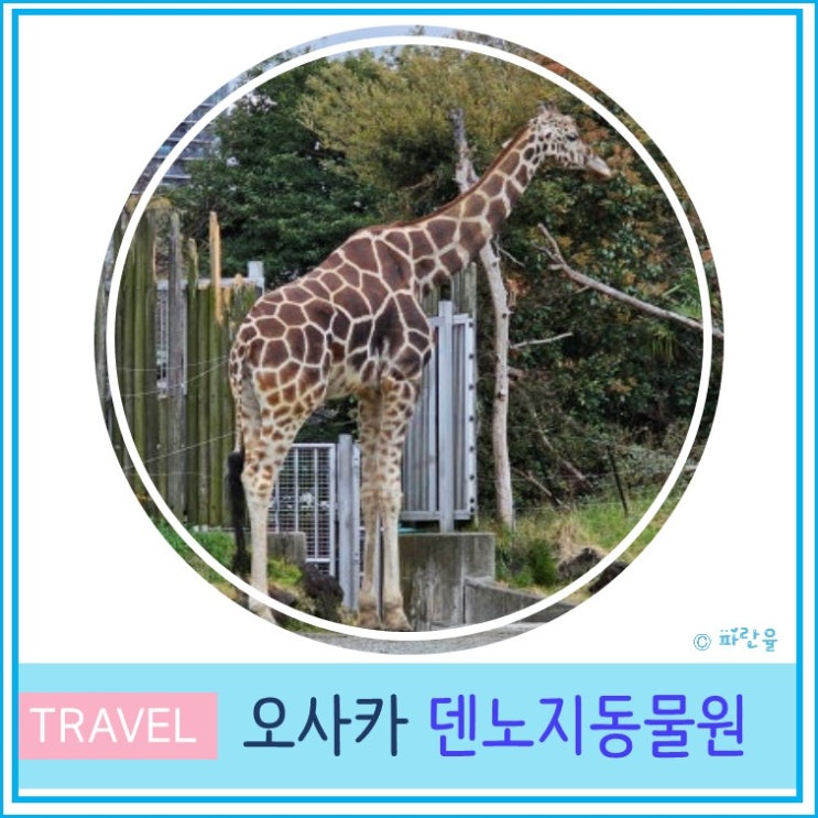  오사카 여행 볼거리 추천 주유패스 덴노지 동물원 입장료 및 후기