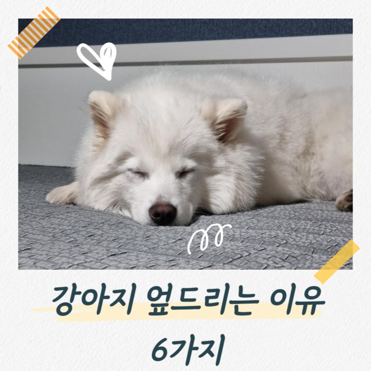 강아지 엎드리는 이유 상황별로 6가지 정리했어요