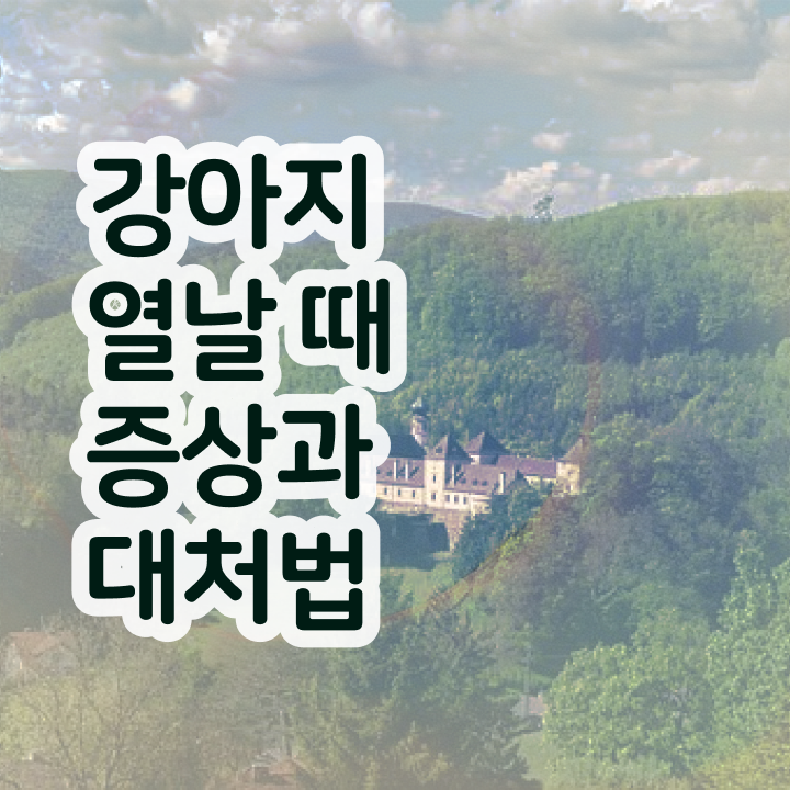  40대여자취업 , 반려동물관리사 자격증 준비한 방법 확인하기