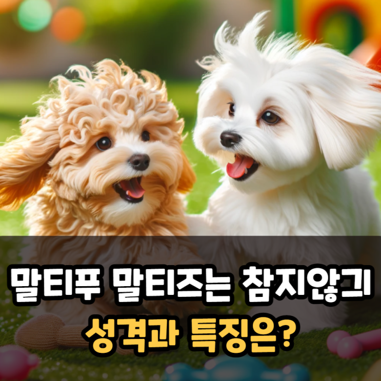  말티푸 말티즈는 참지않긔 성격과 특징은?