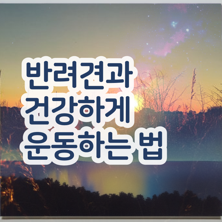  부산 강아지 훈련사 반려견운동지도사 상세한 취득한 과정