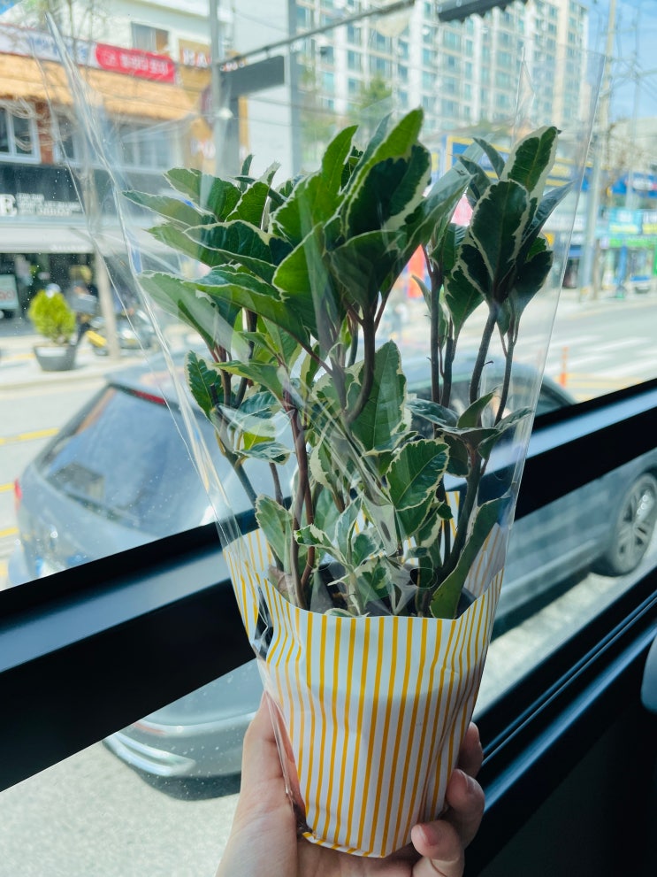  다이소 식물 무늬 산호수