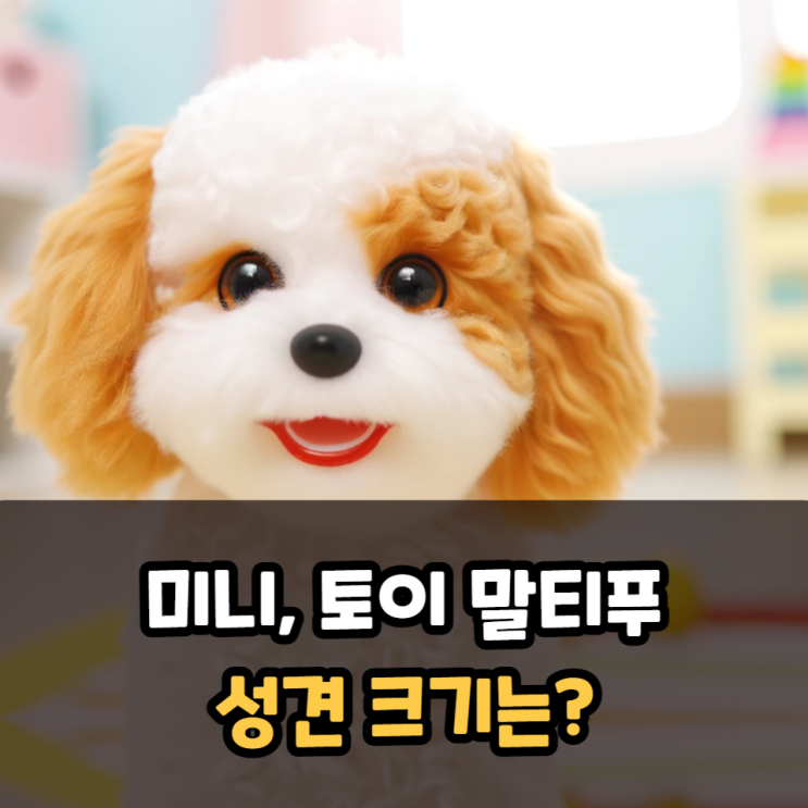  미니 말티푸 토이 말티푸 성견 크기