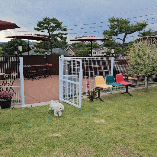 양평 텍사스바베큐 바베큐레이브(BBQ레이브) 애견동반식당 반려견 말티즈 방문 후기