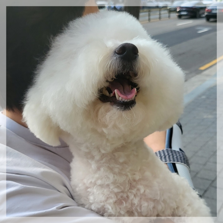  강아지 입속에서 썩은 냄새? 치주염 치석 입냄새 제거 데일리 홈케어 방법