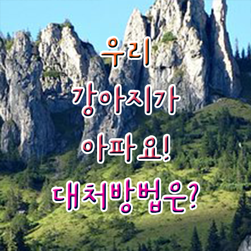 40대 경단녀 , 반려동물관리사 자격증 시험준비 추천합니다