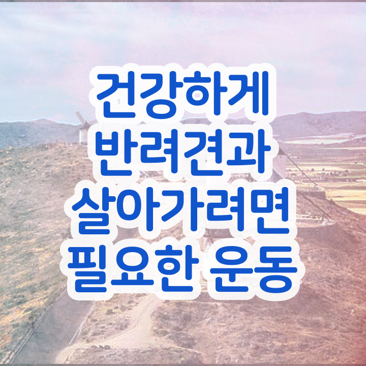  동물보건사 전망 독학으로 반려견운동지도사 합격한 후기
