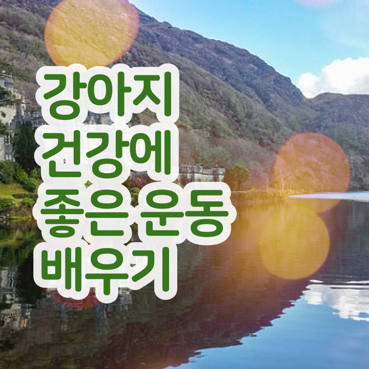  반려동물학과 4년제 , 반려견운동지도사 고졸 비전공자도 일과 병행하며 손쉽게 끝냈던 비법