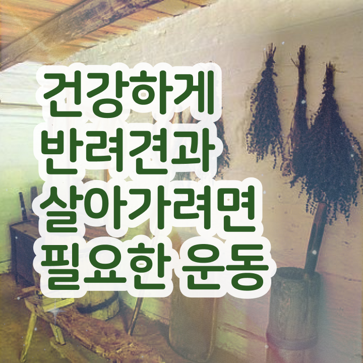  반려견운동지도사자격증 합격 후기 , 채용현황