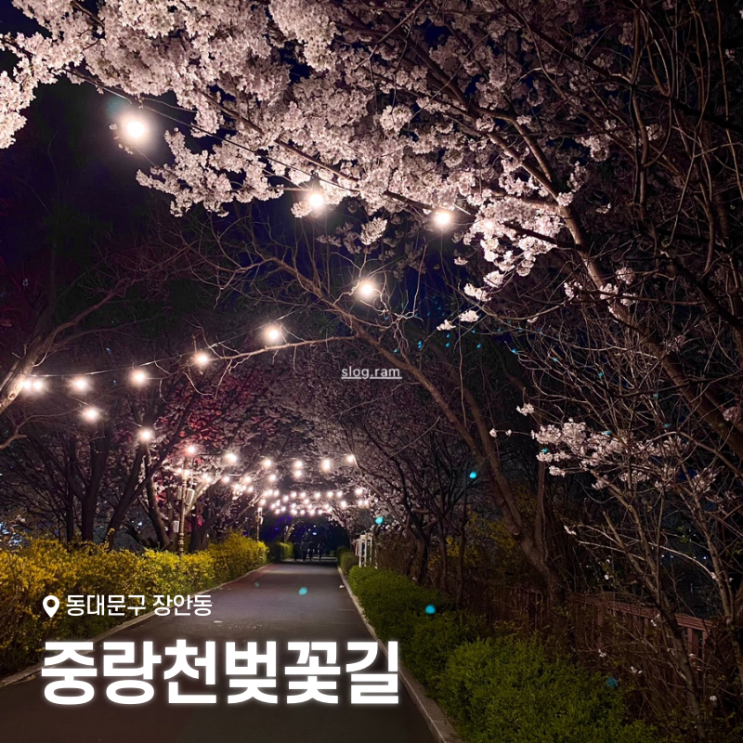  서울벚꽃명소 동대문 장안동 중랑천벚꽃길 만개 야간산책