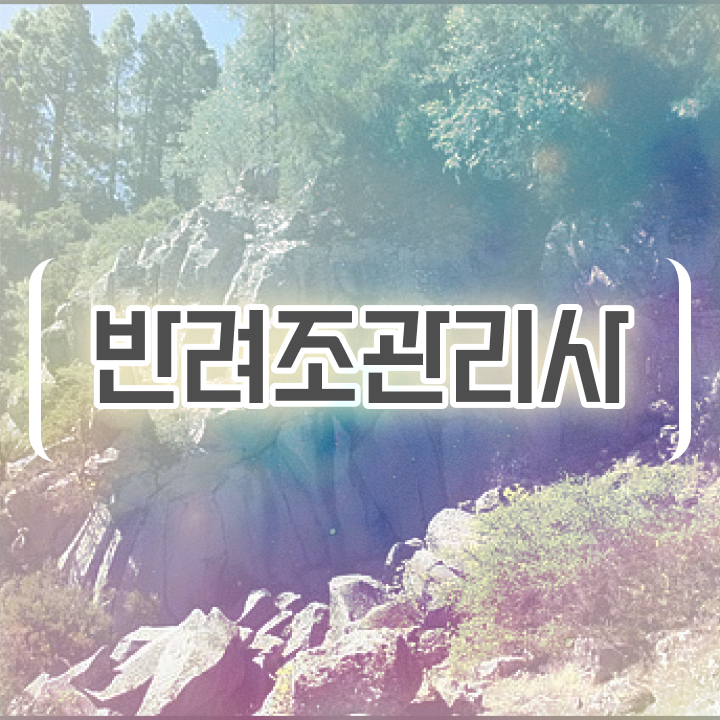  퀘이커 앵무새 수명 , 반려조관리사 자격증 1달 만에 준비한 과정 및 취업 전망
