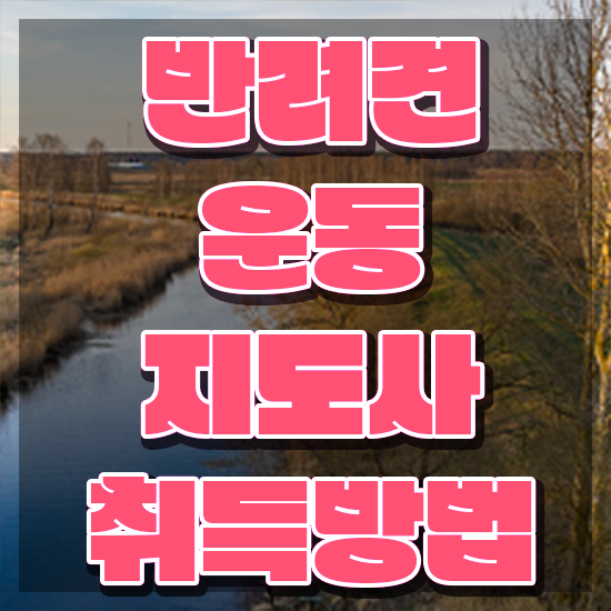  40대 취업 , 반려견운동지도사 쉽고 빠르게 취득방법 정리