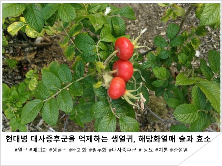  현대병 대사증후군을 억제하는 생열귀,  해당화열매 술과 효소