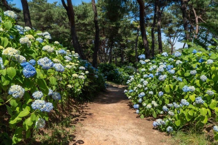  광주 수국 카페 광산구 하남 비채카페 6월 가볼만한곳 추천