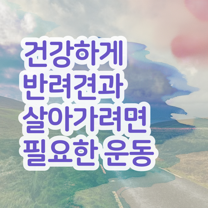  , 중년 직장인도 반려견운동지도사 취득 가능해요