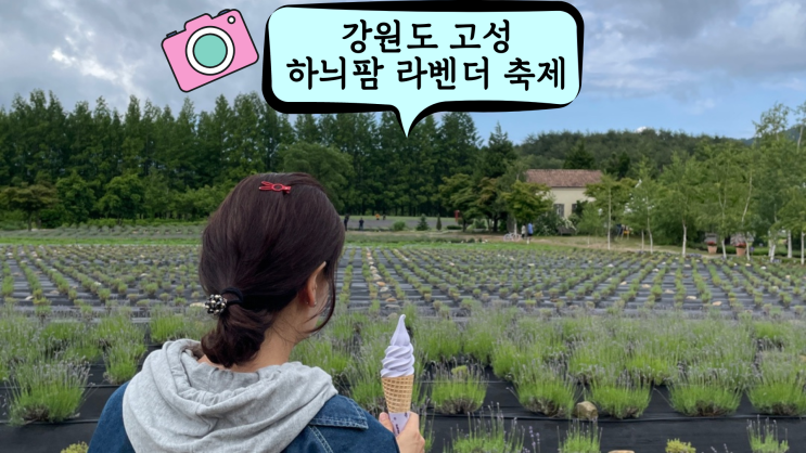 2024 하늬팜 라벤더 축제 운영시간 개화시기 / 체험행사 /강원도 고성 가볼 만한 곳