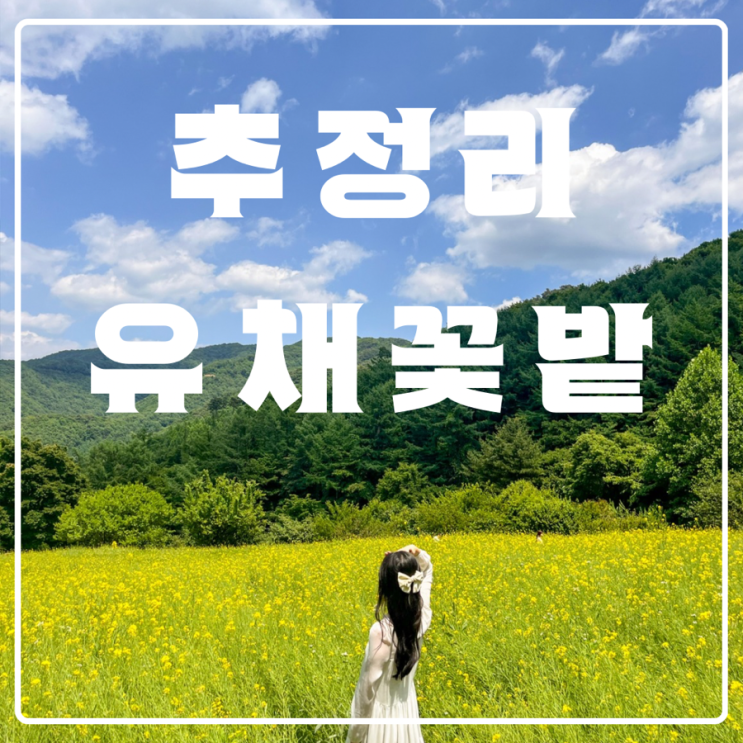  6월 꽃축제| 유채꽃 명소 <추정리 유채꽃밭> 6.2 기준 만개, 주소, 주차, 사진 팁
