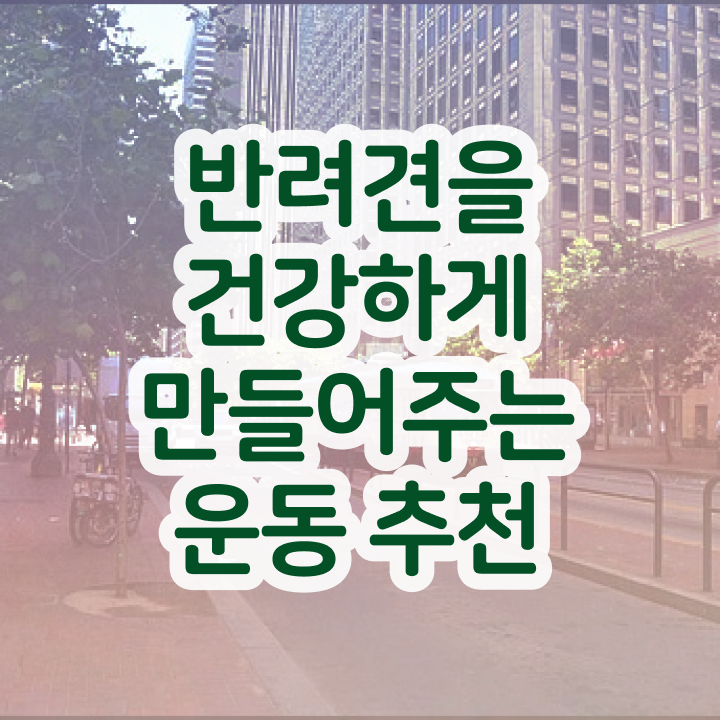  국가 자격증 추천 , 반려견운동지도사 조건없이 간단하게 끝낼수 있었던 노하우