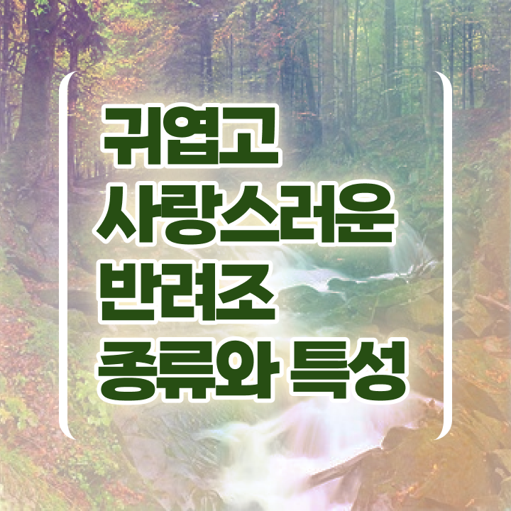  앵무새 분양 , 반려조관리사 자격증 20일 만에 학습한 후기 , 온라인 무료강의