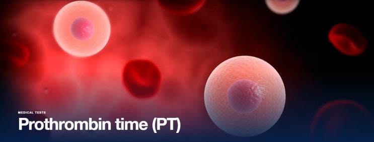 Prothrombin time Test 혈액 응고 검사 방법과 수치