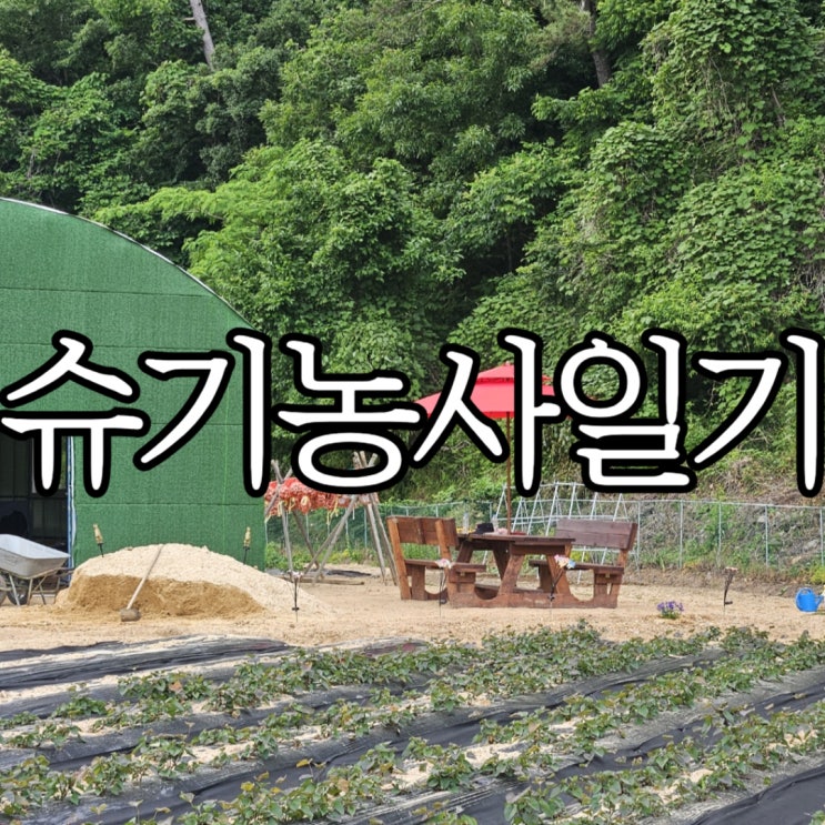  농린이 농사일기 5월의 농장 꾸미기 농꾸