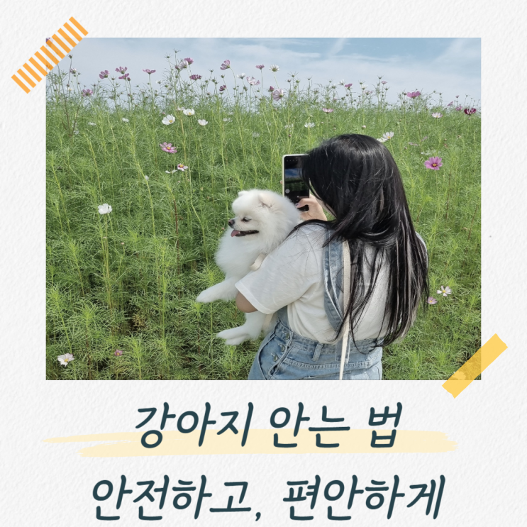  강아지 안는 법, 안전하고 편안하게 해주세요
