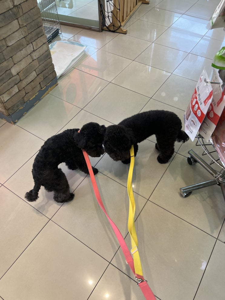  강아지 다이어트 방법 ft.얼탱뭉탱 체중 조절 중
