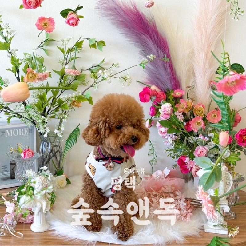 숲속앤독