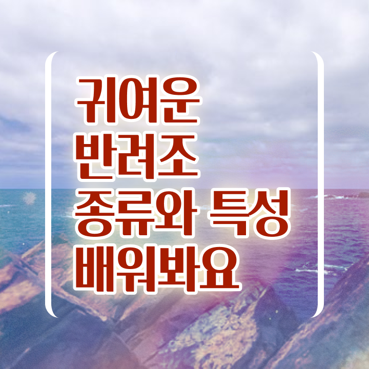  말하는 앵무새 종류 , 반려조관리사 자격증 20일 만에 준비한 방법 완벽 정리
