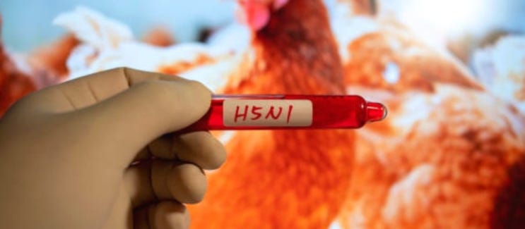  조류 독감(H5N1), 포유류를 넘어 사람도 감염될 수 있다.
