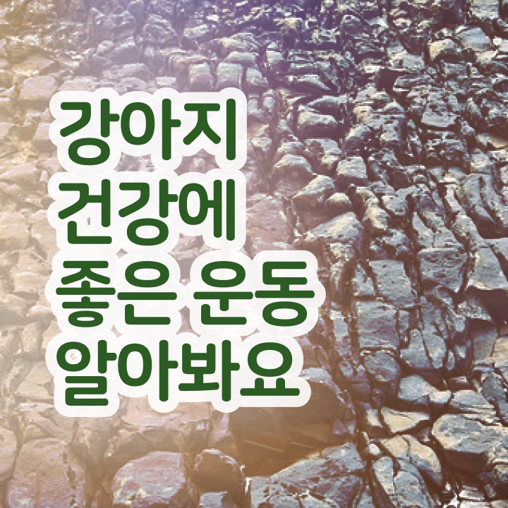  40대여성취업 , 반려견운동지도사 조건없이 단기간에 성공한 전략