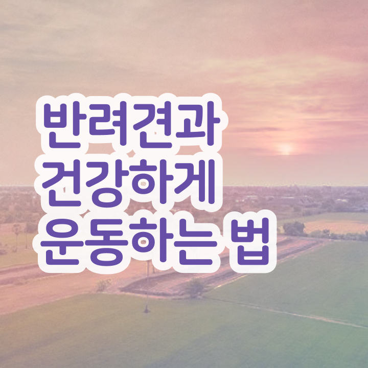  40대남자취업 , 반려견운동지도사 비전공 직장인도 단기간에 성공한 팁