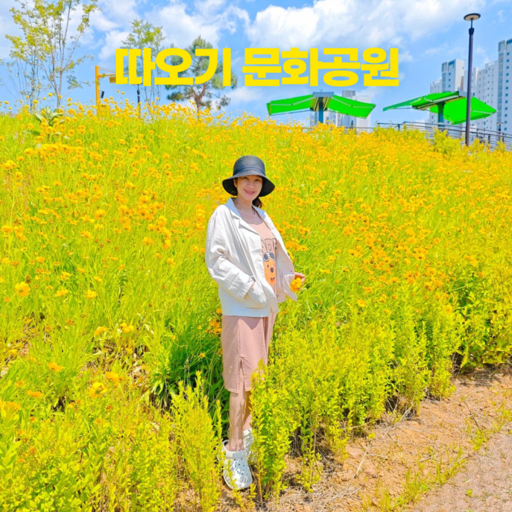 물왕저수지 따오기 문화공원 아동문화관 마실 카페 노랑 코스모스 물왕저수지 따오기 문화공원 아동문화관 마실 카페 노랑 코스모스