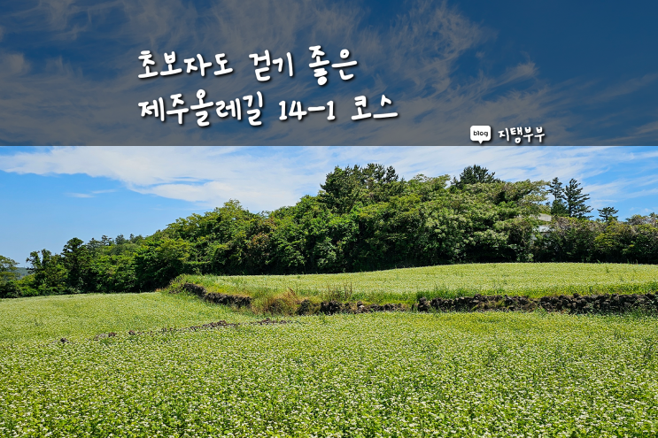  제주올레길 14-1코스 초보자도 완주할 수 있는 길 저지마을부터 문도지오름 곶자왈 따라 오설록 녹차밭까지