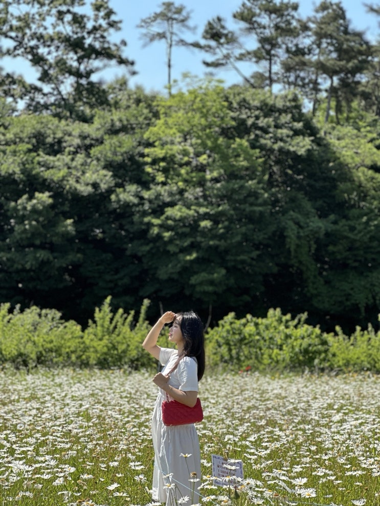  아산 카페지새울 l 아산 대형카페 추천 l 24.06.02일 데이지 현황