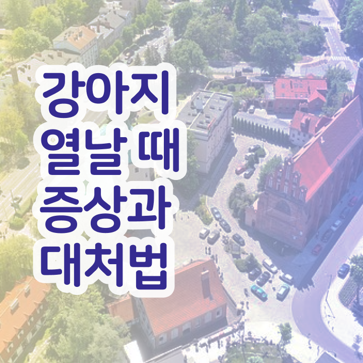  반려동물 관리사 , 반려동물관리사 자격증 한달 만에 취득한 정보 및 고용 전망