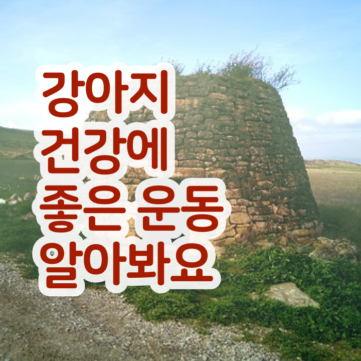  동물보건사 연봉 , 실무경력 없어도 반려견운동지도사 취득 가능해요