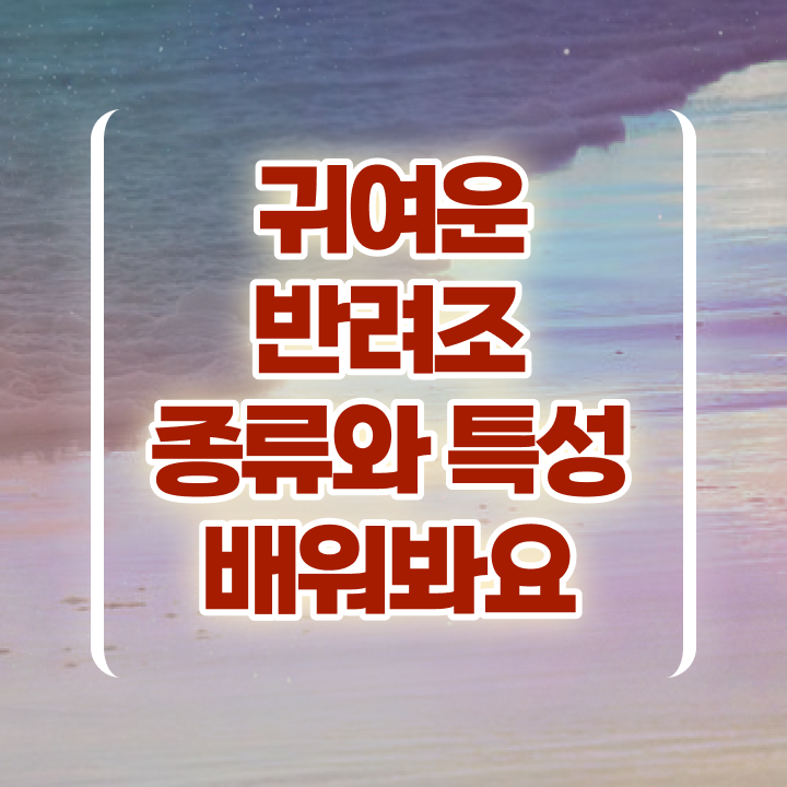  애완조 , 반려조관리사 자격증 응시자격 없이 취득한 과정 , 온라인 무료강의