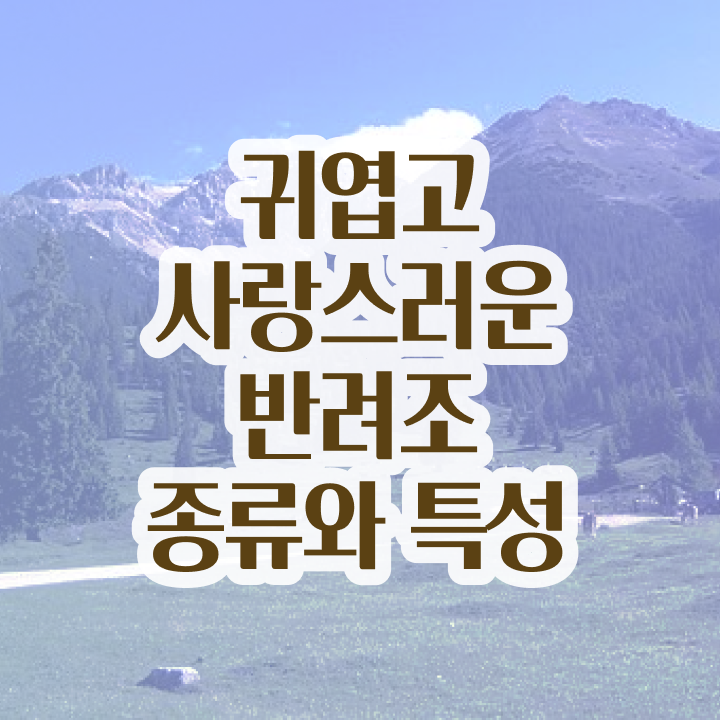  코뉴어 앵무새 분양 , 반려조관리사 자격증 취득한 방법 정리했어요