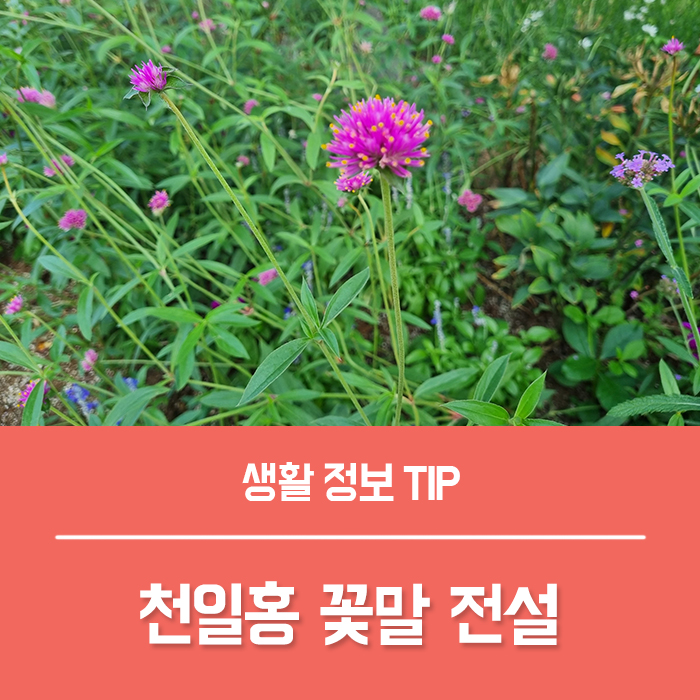  천일홍 꽃말 키우기, 천일홍 전설 모종 파종 방법 총정리!
