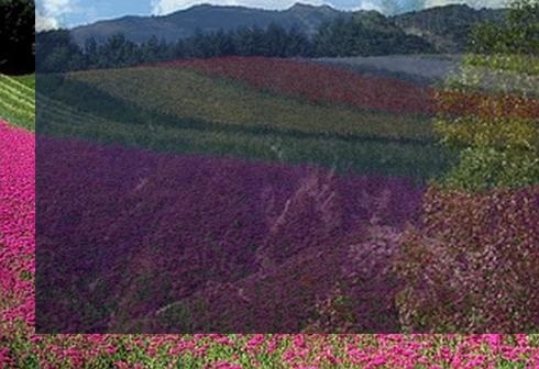 <b>아이유</b>의 여정: <b>중학교</b> 이후의 성취에 대한 이야기