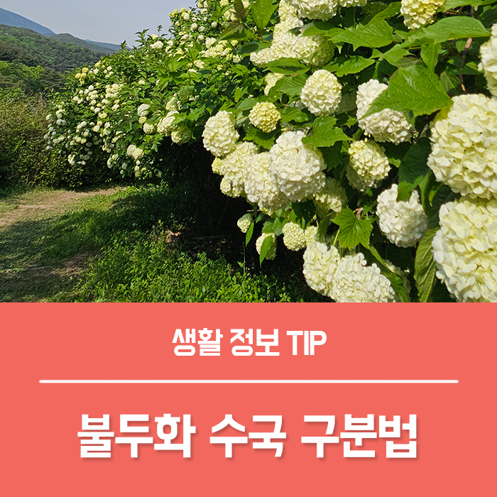 불두화 수국 구분, 불두화 꽃말 삽목 키우기 총정리!
