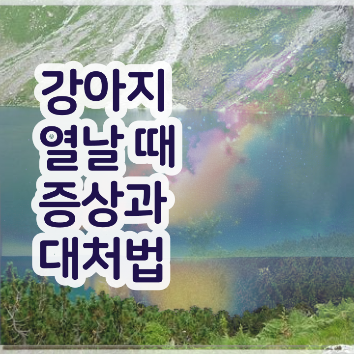  전문대 반려동물학과 , 반려동물관리사 자격증 1달 만에 취득한 과정 핵심 정보 가득