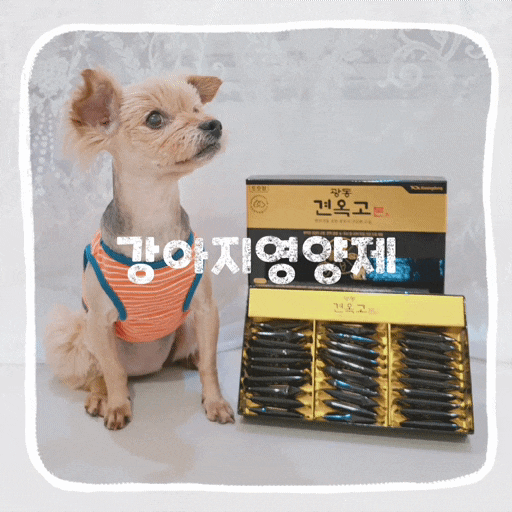 강아지 종합 영양제 추천 기호성 좋은 광동견옥고 노견간식 후기