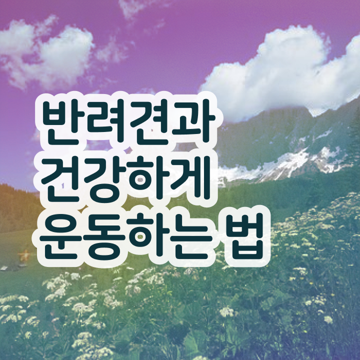  40대남자자격증 , 반려견운동지도사 관련학과 졸업장, 경력없어도 간단하게 준비하는 전략
