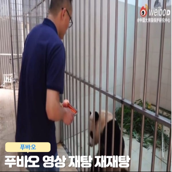  푸바오 근황 영상 재탕 재재탕 의혹 환경 쥐 득실득실