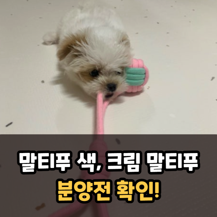  말티푸 색 분양전 확인해보는 크림말티푸 이미지